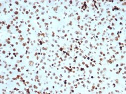 Histone H3, p Ser10 Antibody (PHH3/471R) - Azide and BSA Free, Novus Biologicals 100 &mu;g | Buy Online | Novus Biologicals | Fisher Scientific